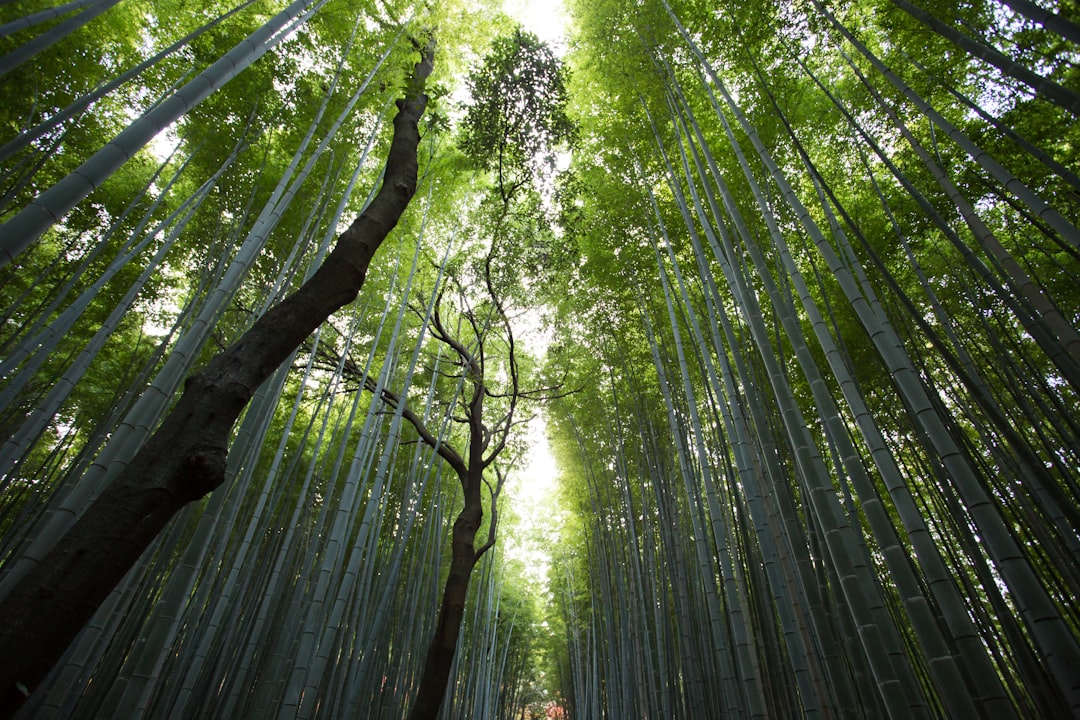 découvrez la beauté et la richesse de la nature à travers ses paysages époustouflants, sa biodiversité fascinante et ses expériences en plein air. plongez dans un monde où les forêts verdoyantes, les montagnes majestueuses et les rivières scintillantes s'unissent pour créer un havre de paix et d'aventure.