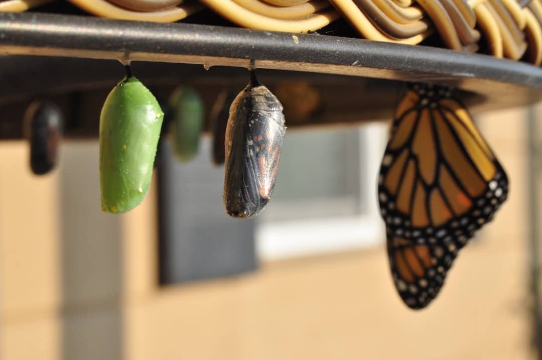 découvrez comment la transformation peut revitaliser votre vie, que ce soit sur le plan personnel, professionnel ou émotionnel. apprenez des stratégies et des conseils pratiques pour opérer des changements significatifs et atteindre vos objectifs.