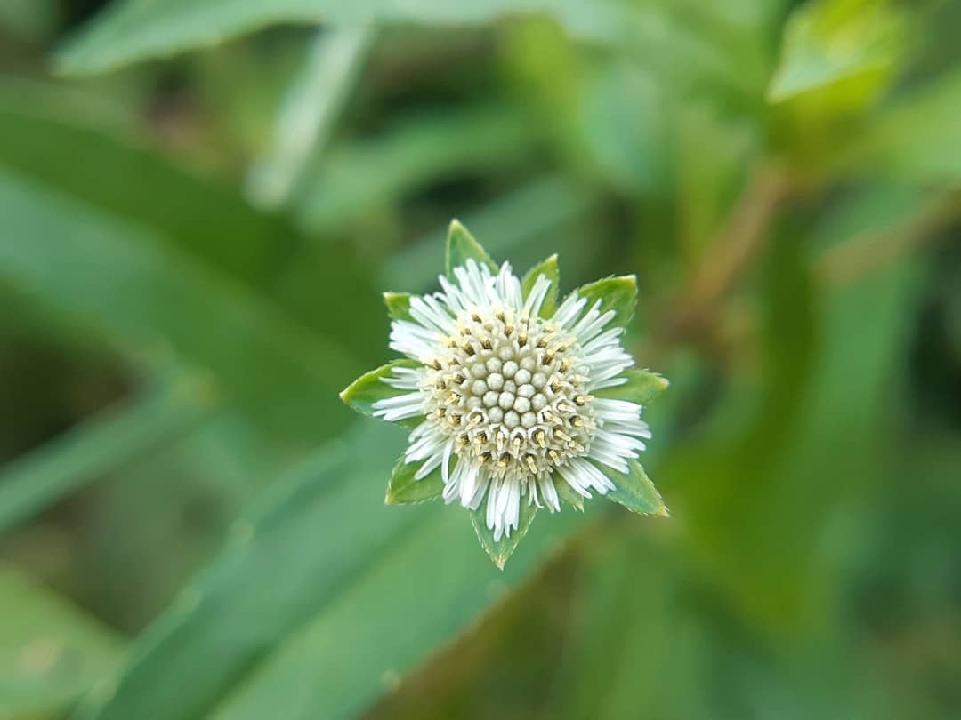 découvrez les bienfaits de la phytothérapie, une approche naturelle qui utilise les plantes médicinales pour améliorer votre santé et votre bien-être. explorez des remèdes à base de plantes, des conseils pratiques et des informations sur les différentes espèces végétales pour une vie plus saine.